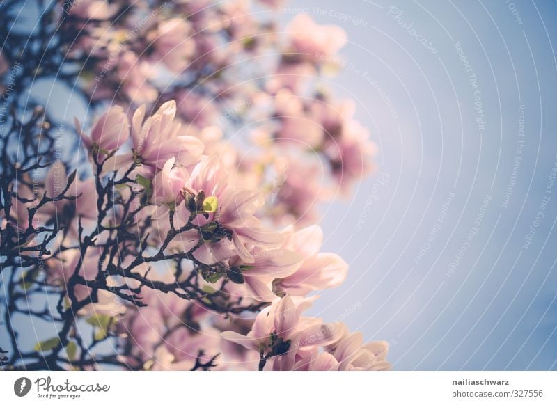 magnolia Environment Nature Plant Sky Spring Summer Tree Flower Blossom Foliage plant Agricultural crop Magnolia tree Magnolia blossom Garden Park Blossoming