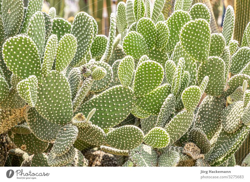 cactus growing in the garden Fruit Beautiful Summer Garden Nature Landscape Plant Flower Cactus Leaf Castle Natural Thorny Green White Mexico background