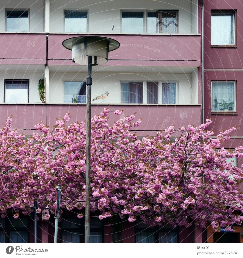 Hartz-Barbies dream home Living or residing Flat (apartment) House (Residential Structure) Dream house Spring Tree Blossom High-rise Balcony Old Kitsch Pink