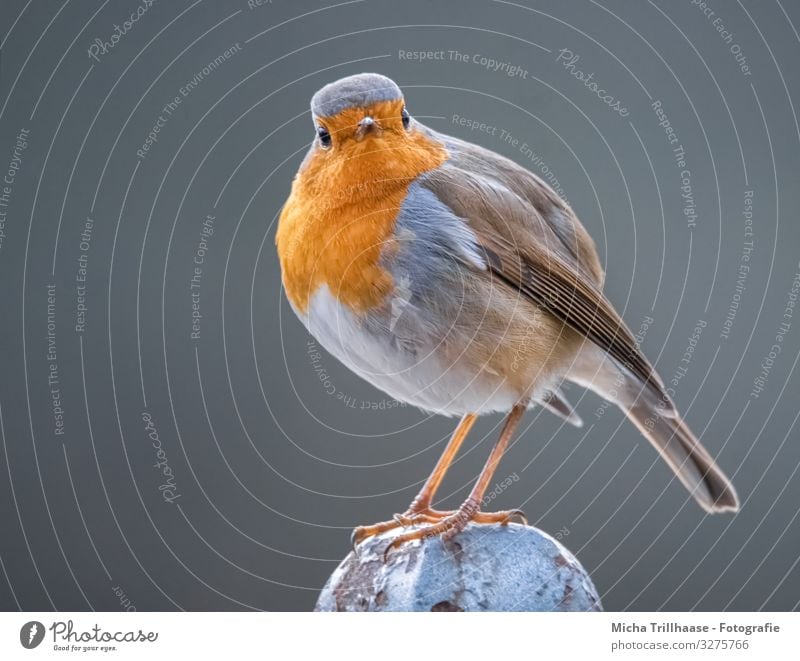 In the eye of the robin Nature Animal Sun Sunlight Beautiful weather Wild animal Bird Animal face Wing Claw Robin redbreast Feather Head Eyes Beak Legs Plumed 1