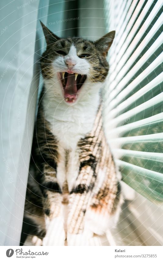 Striped cat yawns with wide open mouth on the windowsill Cat yawned Snout Drape wittily Observe Pet Pride mackerelled Window look at watch White window light