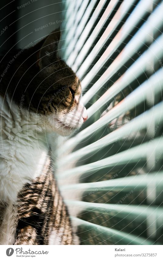 Cat looks outside through half closed blinds Window Observe Pet window light Venetian blinds Strip of light look at mackerelled watch White Drape windowsill