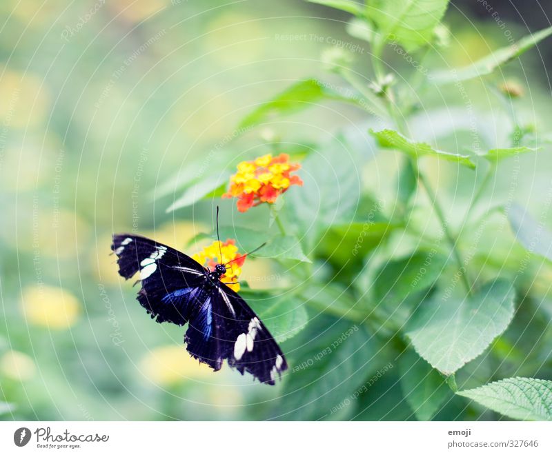 frayed Environment Nature Plant Animal Spring Flower Foliage plant Wild animal Butterfly 1 Natural Green Colour photo Exterior shot Macro (Extreme close-up)