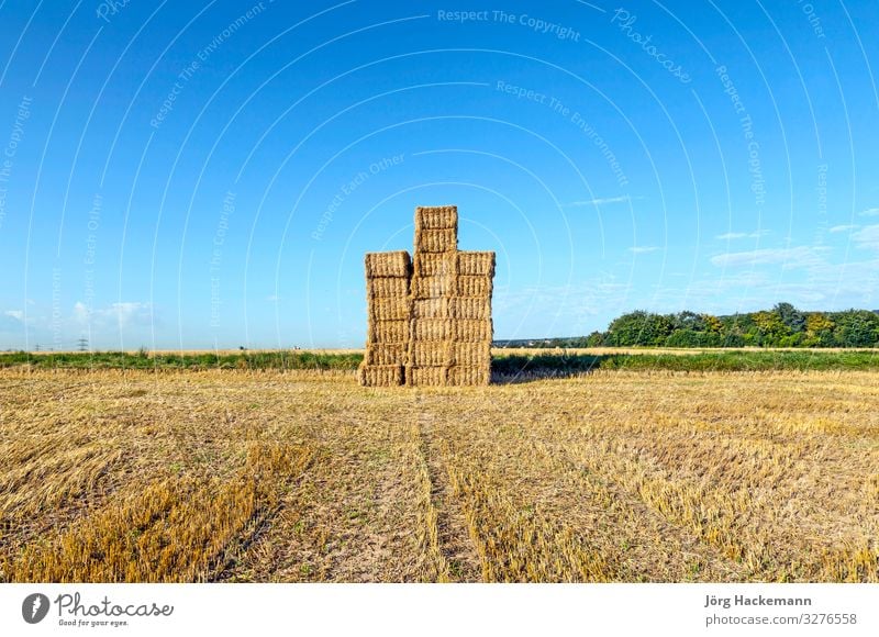 Hay bales in a field after the fresh harvest under blue sky Summer Sun Industry Nature Landscape Sky Autumn Meadow Natural Blue Brown Yellow Gold Food