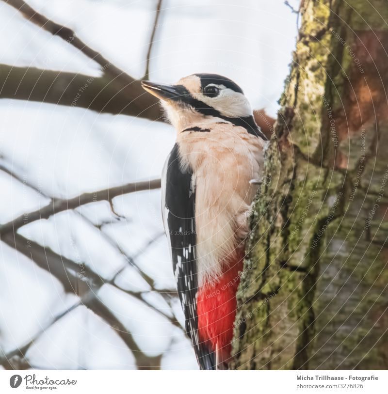 Great spotted woodpecker on tree trunk Nature Animal Sky Sunlight Beautiful weather Tree Twigs and branches Tree trunk Wild animal Bird Animal face Wing Claw