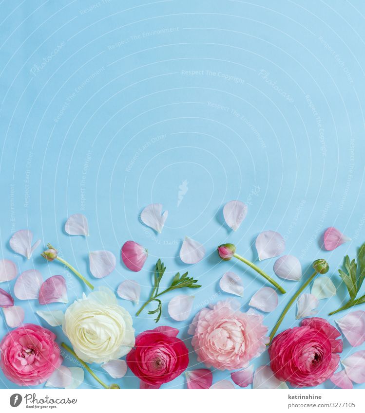 Pink Flowers On A Light Blue Background A Royalty Free Stock