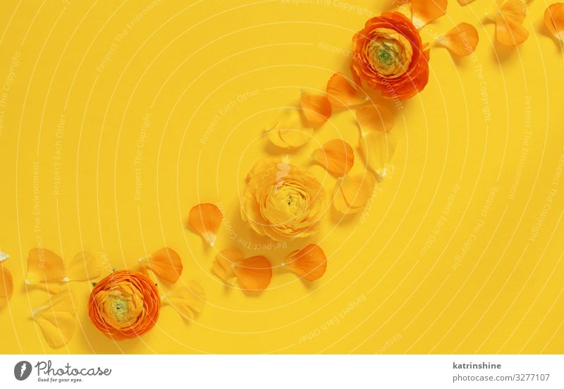 Yellow flowers and petals on a yellow background Design Decoration Wedding Woman Adults Mother Flower Rose Bright Creativity romantic orange ranunculus
