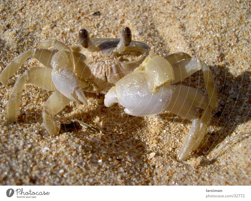 crayfish Australia Beach Shellfish