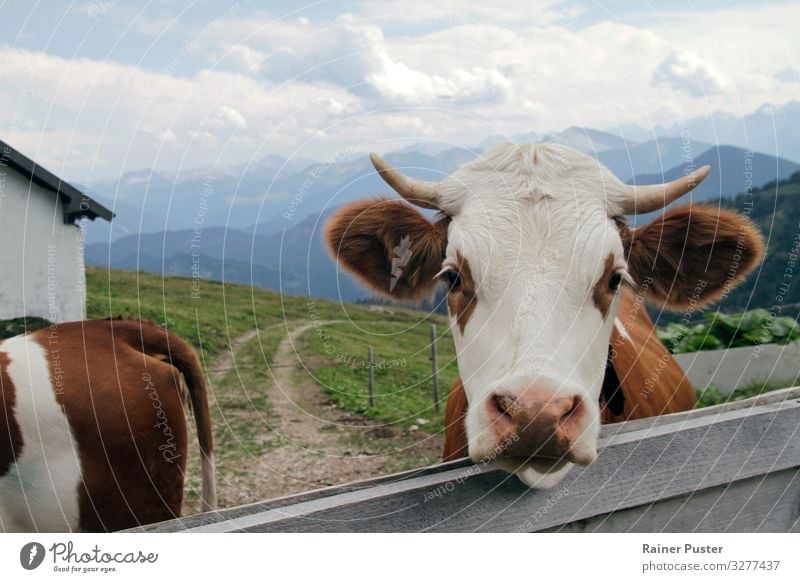 Cow looks into the camera on a mountain pasture Meat Organic produce Mountain Hiking Agriculture Forestry Mountain pasture Environment Alps 1 Animal 2 Natural