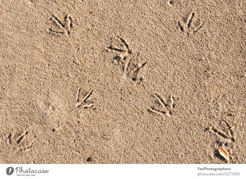 Bird footprints on sand on sunny day. Beach day and bird tracks Vacation & Travel Summer Summer vacation Sand Climate change Beautiful weather North Sea Natural