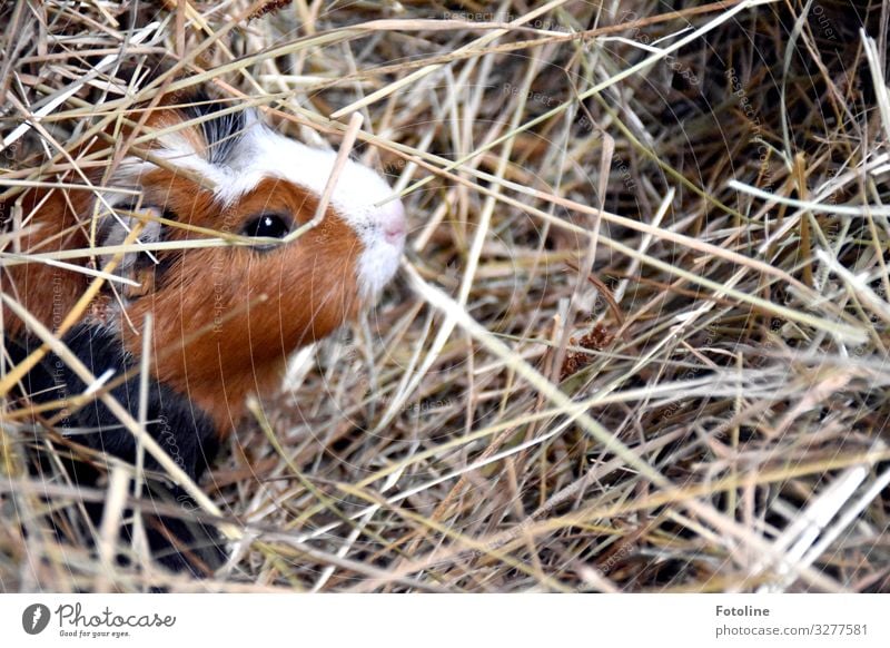 Guinea pig hiding place Environment Nature Animal Beautiful weather Pet Animal face Pelt 1 Bright Small Near Natural Warmth Brown Black White Mammal Eyes Straw