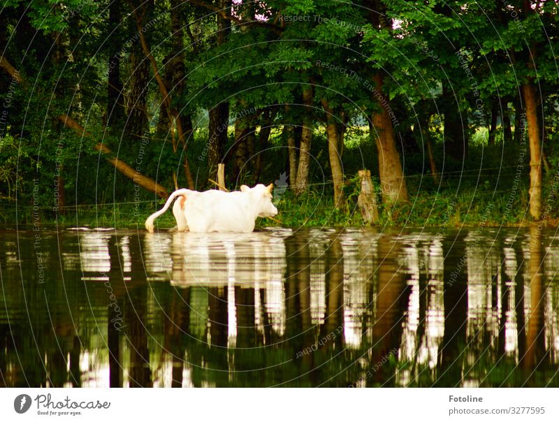 bathing day Environment Nature Landscape Plant Animal Elements Water Summer Beautiful weather Tree Grass Forest Farm animal Cow Pelt 1 Bright Wet Natural Brown