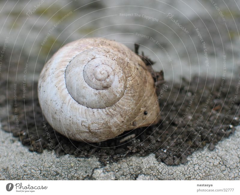 snail Snail shell Vineyard snail
