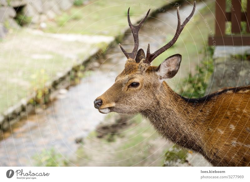Deer with antler in front of river at Miyajima, Japan Tourism Far-off places Nature Park Meadow River Animal 1 Observe Vacation & Travel Elegant Exotic Power