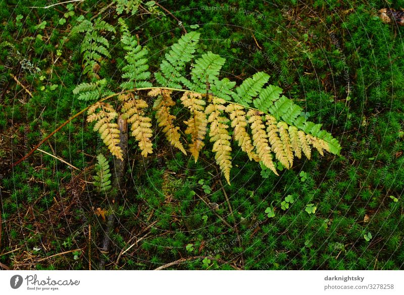 Half wilted fern Osmunda regalis in the forest with moss. Nature motif with special natural design. Forester Plant Autumn Climate change Weather Bad weather