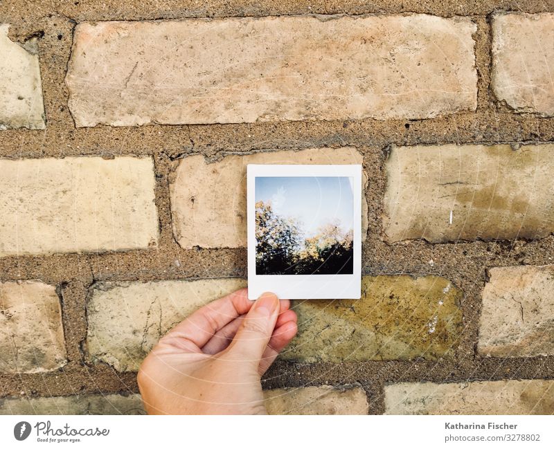 Polaroid Environment Nature Spring Summer Autumn Winter Tree Forest Manmade structures Wall (barrier) Wall (building) Facade Stone Brown Yellow Green Black
