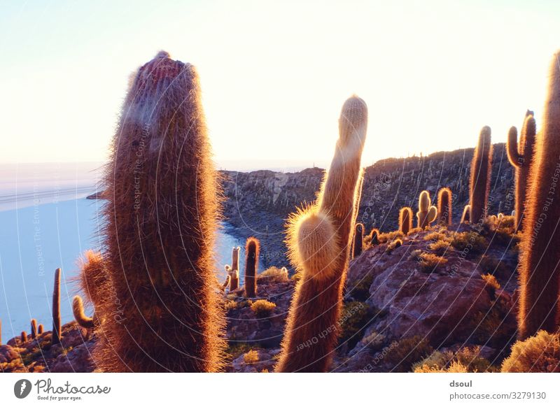 Cactus Island Vacation & Travel Tourism Far-off places Landscape Plant Salt flats Salt  lake Bolivia Salar de Uyuni Colour photo Exterior shot Morning Light