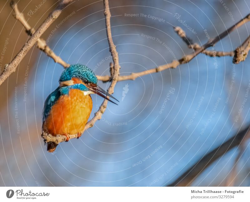 Kingfisher on a branch Nature Animal Sunlight Beautiful weather Tree Twigs and branches River bank Wild animal Bird Animal face Wing Claw Beak Eyes Feather