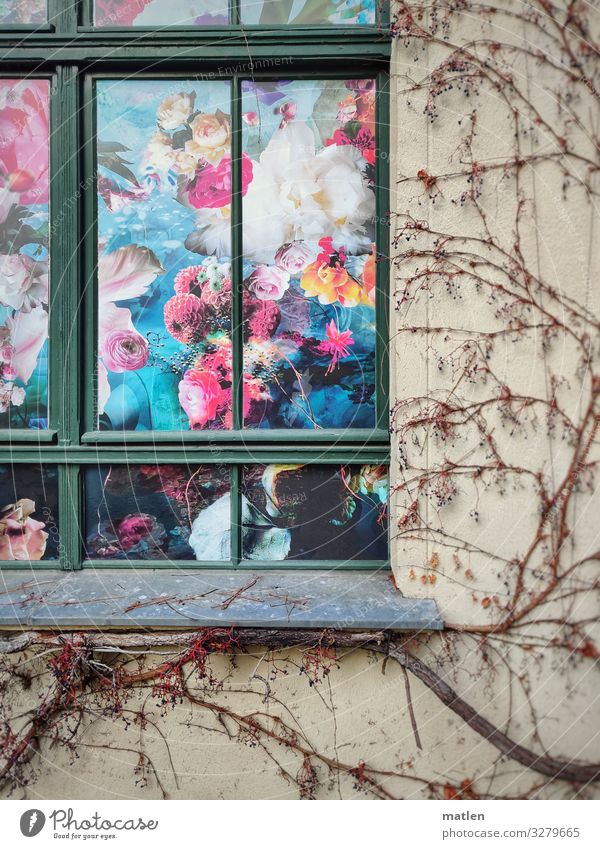 floral Deserted House (Residential Structure) Wall (barrier) Wall (building) Facade Window Growth Blue Brown Multicoloured Yellow Gray Green Violet Pink Wine