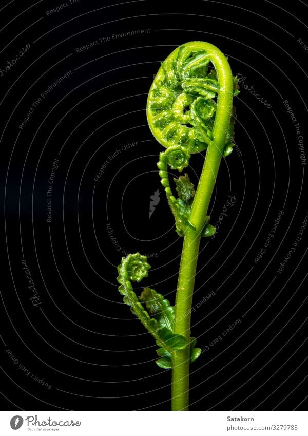 Freshness Green leaf of Fern on black background Life Environment Nature Plant Leaf Wild plant Forest Virgin forest Growth Dark Bright Black fern Bud isolated