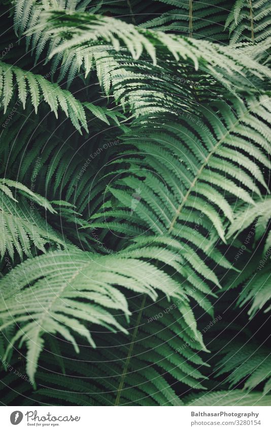 Ferns Environment Nature Plant Foliage plant Wild plant Forest Deserted Esthetic Dark Natural Point Green Fern leaf Fresh Botany Organic Colour photo