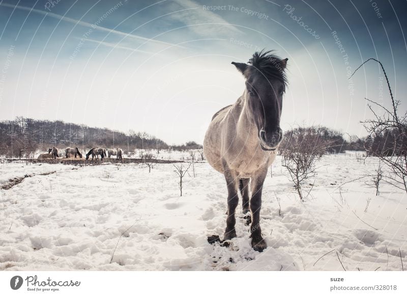 Black annoyed Winter Snow Environment Nature Animal Sky Horizon Wild animal Horse Animal face 1 Herd Stand Authentic Cold Cute Blue White Mane Horse's head