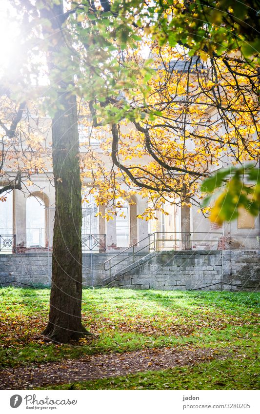 dreamlike scenery. Style Trip Architecture Set Landscape Plant Sun Sunlight Autumn Beautiful weather Tree Leaf Park Meadow Castle Ruin Building Wall (barrier)