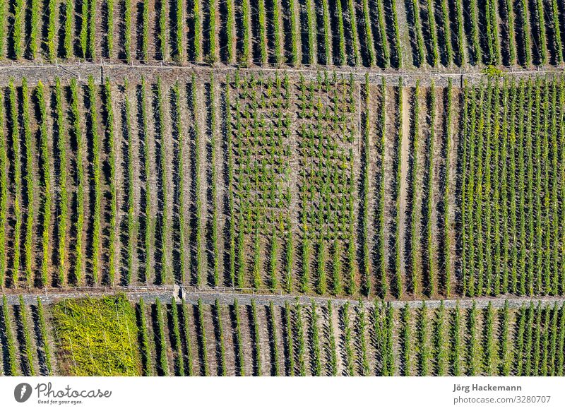 green vineyards called Trittenheimer Apotheke at river Moselle Vacation & Travel Summer Sun Nature Landscape Plant Leaf Green Moody Beauty Photography Europe