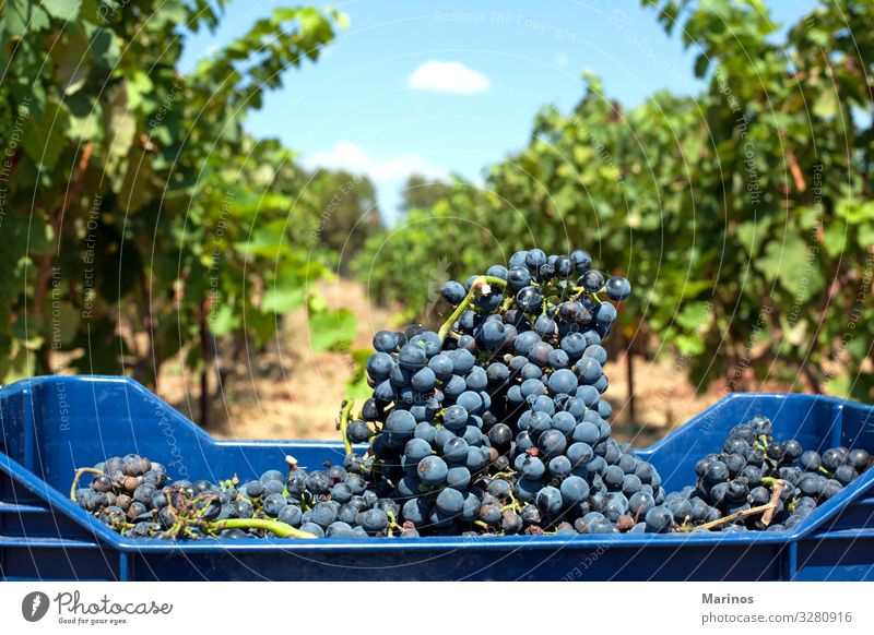 red wine grapes Fruit Diet Summer Nature Leaf Agricultural crop Fresh Natural Blue Green Red Colour Bunch of grapes Vineyard vine background agriculture Purple