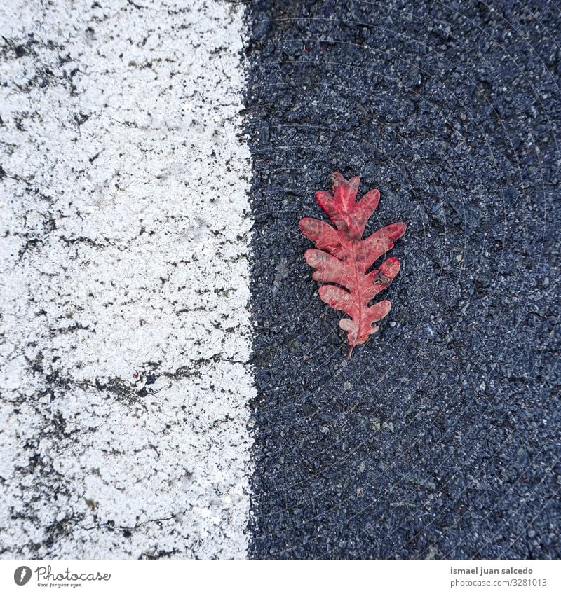 red leaf on the road on the street Leaf Red Loneliness Isolated (Position) Ground Nature Natural Exterior shot Background picture Consistency Fragile Autumn