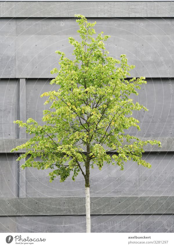 Tree in front of concrete facade Design Environment Nature Plant House (Residential Structure) Building Architecture Wall (barrier) Wall (building) Facade Gray