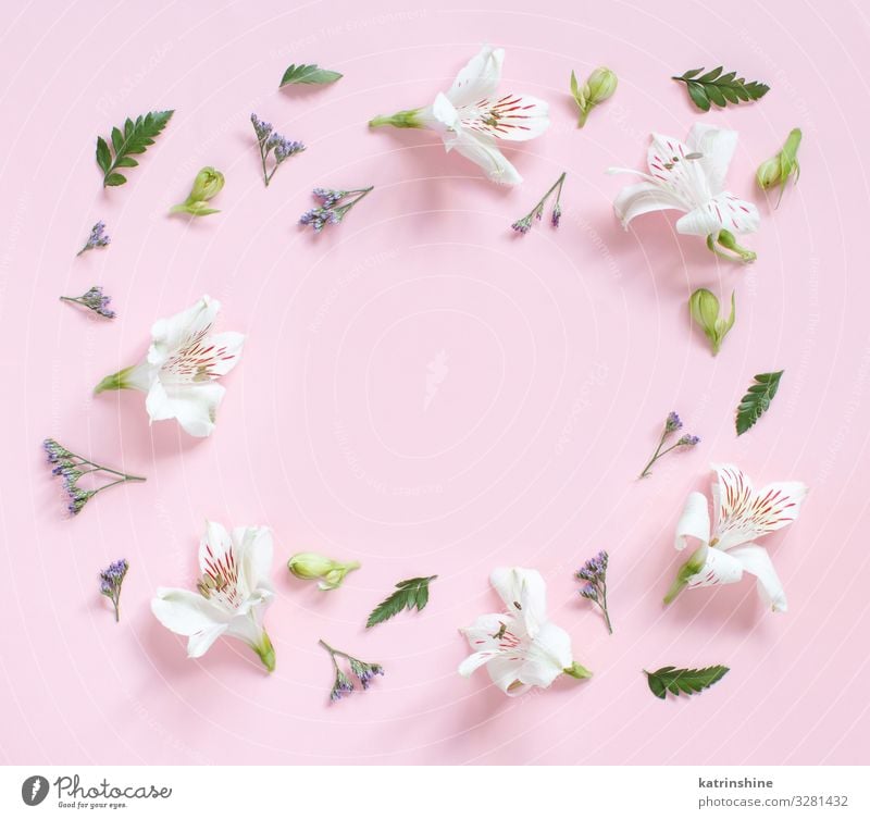 Flowers and petals on a light pink background Design Decoration Valentine's Day Mother's Day Wedding Birthday Woman Adults Leaf Above Pink White Creativity