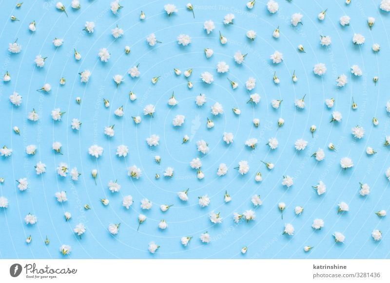 Small white flowers on a light blue background Design Decoration Valentine's Day Mother's Day Wedding Birthday Woman Adults Flower Above Blue White Creativity