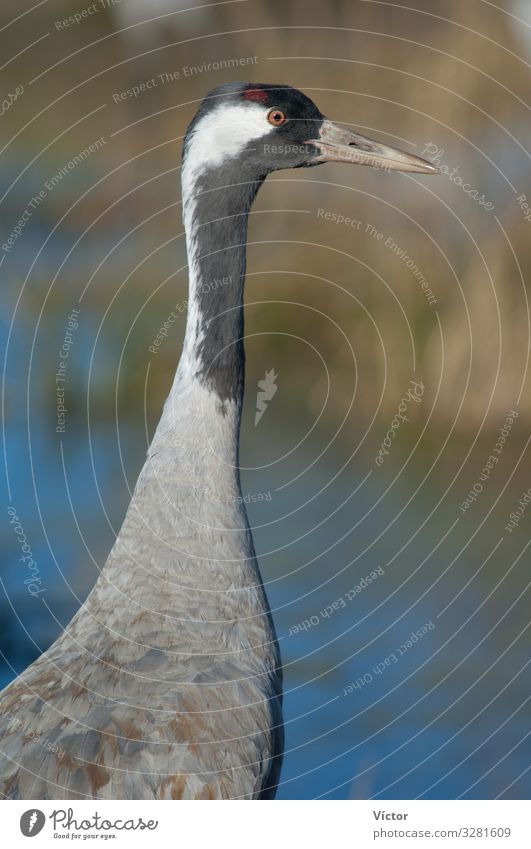 Common crane (Grus grus). Gallocanta Lagoon Natural Reserve. Aragón. Spain. Nature Animal Bird Wild animals aragon avian Beak biodiversity biosphere bird watch