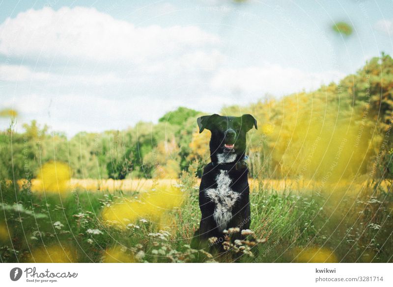 Dog on meadow I Nature Landscape Plant Sky Clouds Spring Summer Autumn Beautiful weather Flower Grass Bushes Leaf Blossom Foliage plant Agricultural crop