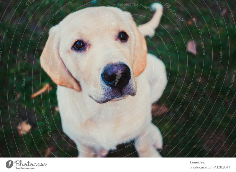 little dog Garden Meadow Pet Dog 1 Animal Cute Above Gold White Labrador White-haired Puppy Sit Beautiful Colour photo Exterior shot Deserted Copy Space left