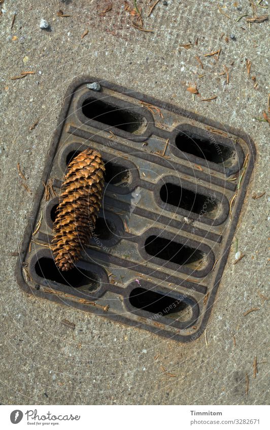 Where love falls Concrete Wood Metal Wait Simple Brown Gray Black Emotions Love Drainage Spruce cone Colour photo Exterior shot Deserted Day