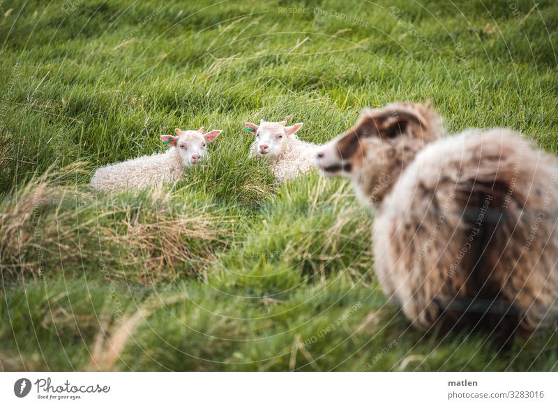 mother's happiness Animal Pet Farm animal Pelt 3 Baby animal Animal family Lie Brown Green Meadow Iceland Sheep Looking Colour photo Exterior shot