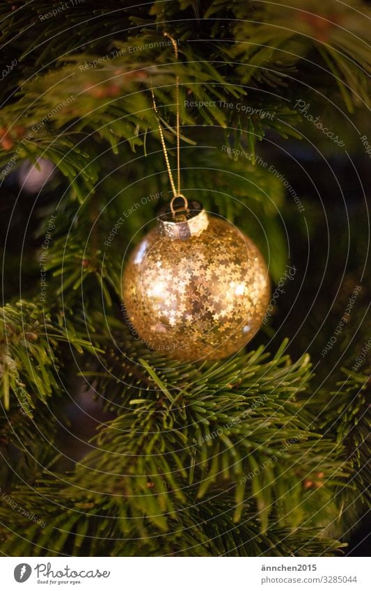 A golden Christmas tree ball with stars hangs from a green fir branch Gold Glittering Jewellery Season Firm celebrations December christmas eve advent season