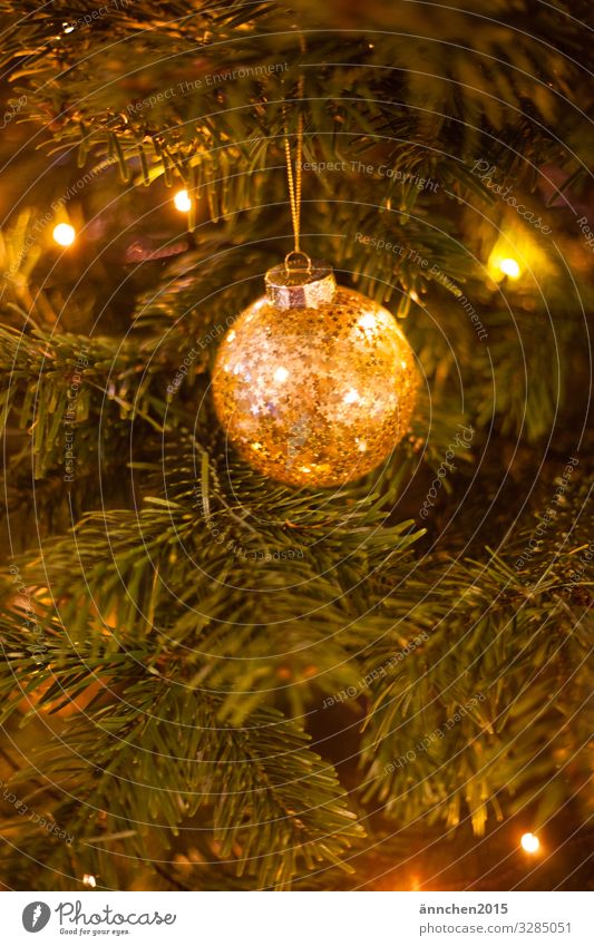 Gold glittering christmas tree ball hanging from a fir tree branch Christmas Firm Seasons Winter Christmas & Advent Decoration Public Holiday
