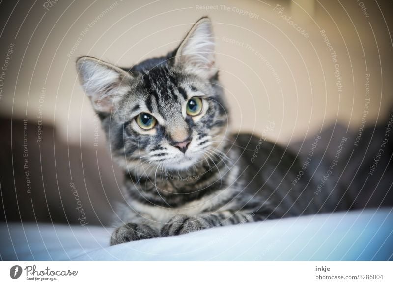 Little cat with a questioning look Animal Cat Animal face Maine-Coon 1 Baby animal Looking Authentic Small Nerdy Cute Tiger skin pattern Ask Colour photo