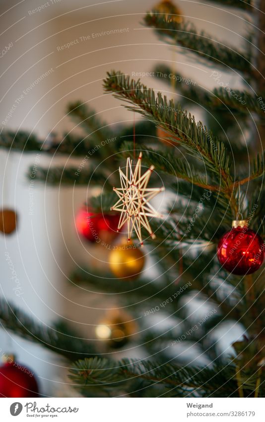 Christmas tree Lifestyle Luxury Harmonious Christmas & Advent Accessory Jewellery Sign Illuminate Authentic Attentive Star (Symbol) Colour photo Interior shot