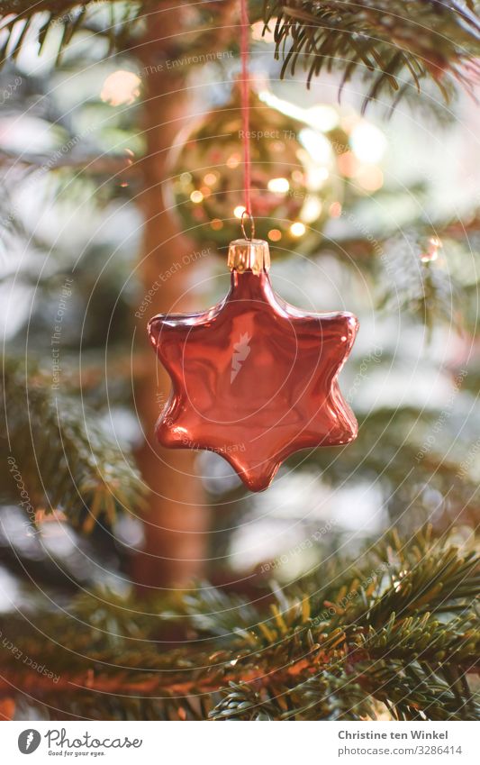Christmas tree decorations made of glass in the shape of a star hanging in the Christmas tree Fir tree Nordmann fir Decoration Kitsch Odds and ends Glitter Ball
