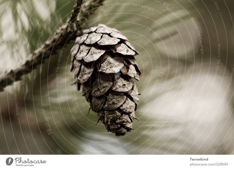 everything.falls. Fir cone Cone Tree Coniferous trees Fir tree Christmas tree Autumn Brown Smooth Shallow depth of field Blur Twig Branch Small Nature Air