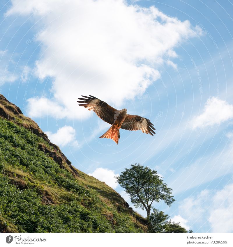 Red kite in front of green hill Beautiful Hunting Freedom Nature Animal Sky Clouds Tree Grass Hill Bird Wing Flying Large Natural Speed Wild Blue Brown Green