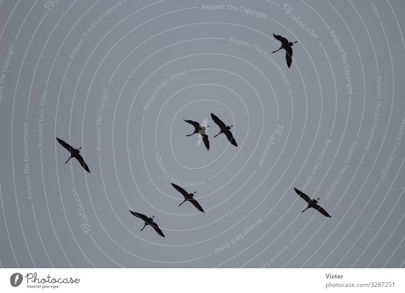 Common cranes (Grus grus) in flight. Gallocanta Lagoon Natural Reserve. Aragón. Spain. Nature Animal Sky Bird Flying Wild animals aragon avian bird watch