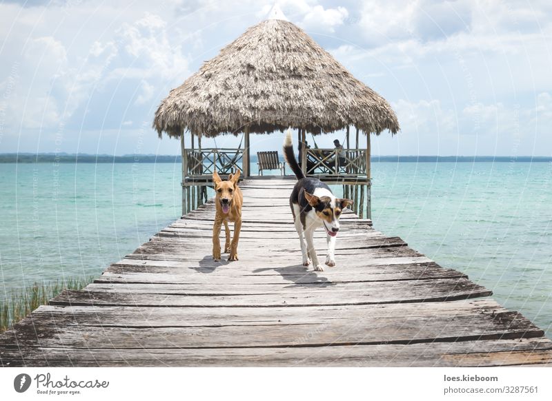 Two dogs running from a wooden pier, El Remate, Peten, Guatemala Relaxation Vacation & Travel Adventure Far-off places Freedom Summer Sun Human being