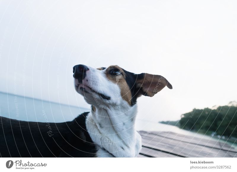 Dog posing like a model at a lake pier Style Vacation & Travel Summer Nature Lake Animal Animal face 1 Famousness Cool (slang) Elegant Uniqueness Beautiful