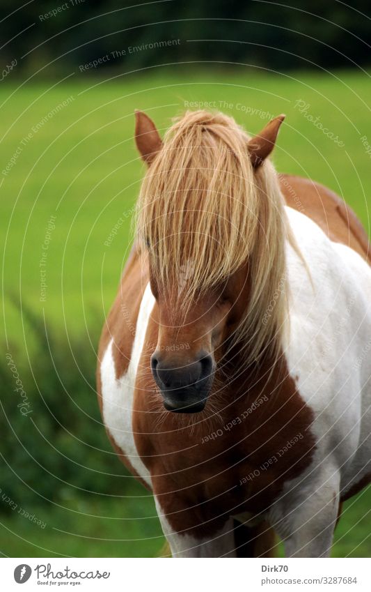 Portrait of an Icelandic pony Ride Summer Tree Grass Bushes Meadow Forest Pasture Denmark Hair and hairstyles Bangs Animal Pet Farm animal Horse Animal face