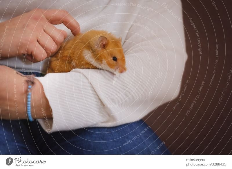To take a hamster in your arms Leisure and hobbies Flat (apartment) Arm Hand 1 Human being Jeans Bracelet Pet Hamster Animal Observe Touch To hold on Playing
